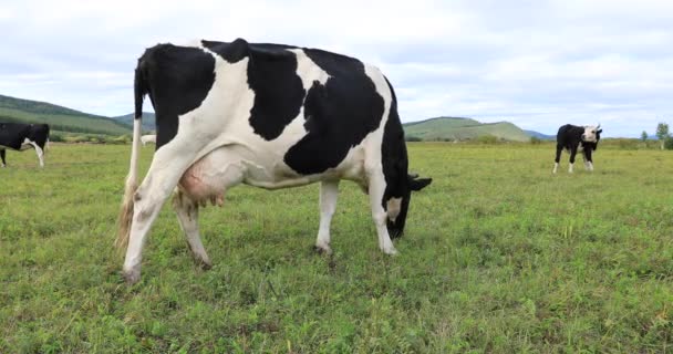 Domestic Cows Pasturing Green Meadow Chinese Mountains — Stock Video