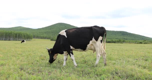 Vacas Domésticas Pastando Prado Verde Montañas Chinas — Vídeo de stock