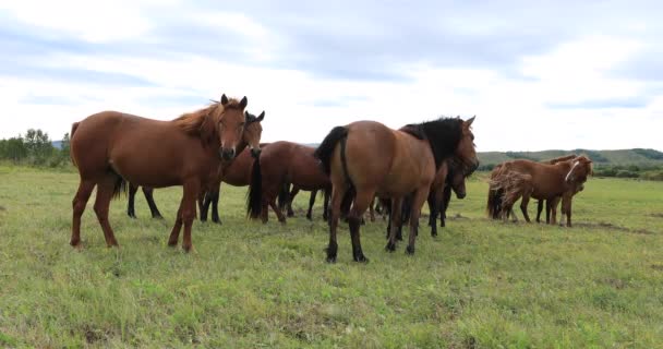 Huiselijke Bruine Paarden Weiden Groene Weide Chinese Bergen — Stockvideo