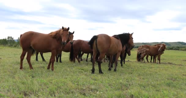 Chevaux bruns domestiques pâturant sur la prairie verte dans les montagnes chinoises 