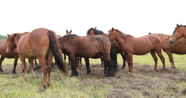 Domestic Brown Horses Pasturing Green Meadow Chinese Mountains — Stock Video