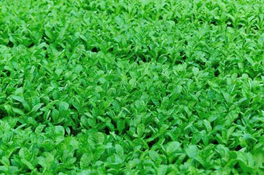 Sebze bahçesinde yeşil turp yetişiyor. 