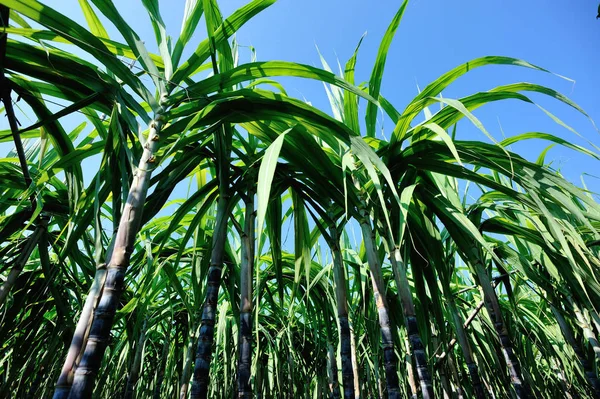 Cana Açúcar Plantas Verdes Crescendo Contra Céu Azul — Fotografia de Stock