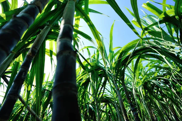 Sockerrör Gröna Växter Som Växer Mot Blå Himmel — Stockfoto