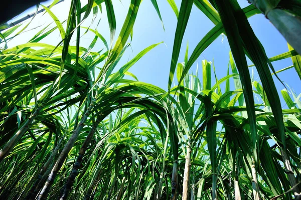 Mavi Gökyüzünde Yetişen Yeşil Şeker Kamışı Bitkileri — Stok fotoğraf