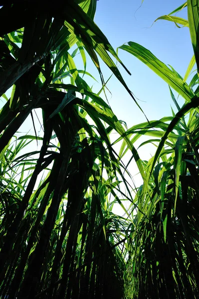 Caña Azúcar Plantas Verdes Que Crecen Contra Cielo Azul — Foto de Stock