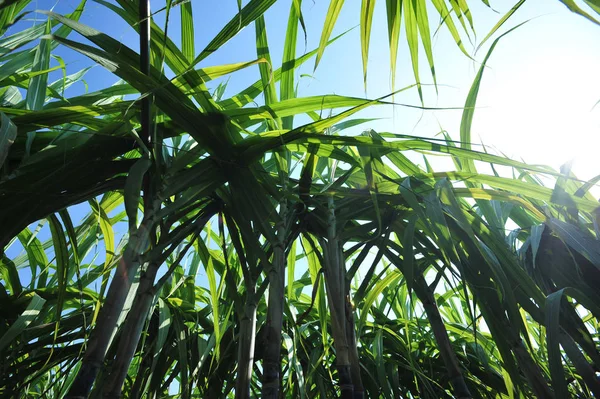 Mavi Gökyüzünde Yetişen Yeşil Şeker Kamışı Bitkileri — Stok fotoğraf