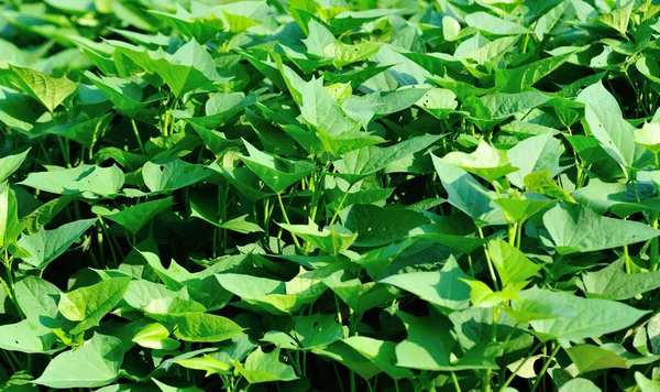 Green Leaves Sweet Potato Plants Growth Vegetable Garden — ストック写真