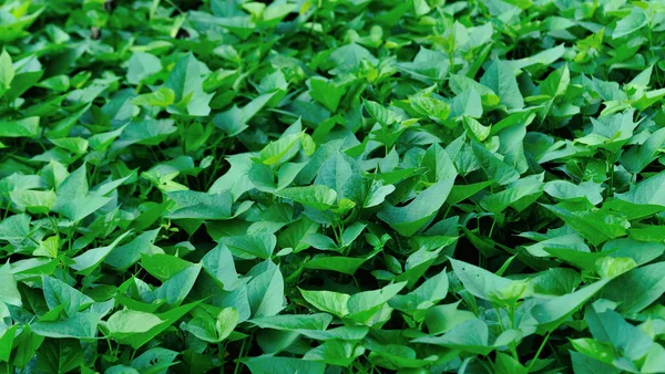 Folhas Verdes Fábricas Batata Doce Crescimento Horta — Fotografia de Stock