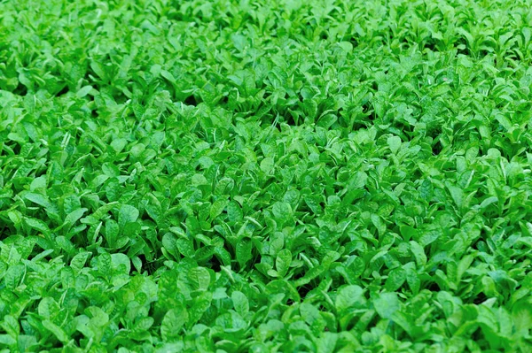 Grüne Junge Rettichpflanzen Gemüsegarten — Stockfoto