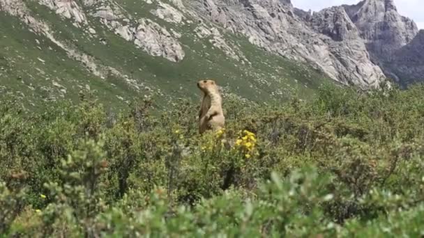 Alpejski Świstak Zerkający Trawy Górach Dużej Wysokości — Wideo stockowe