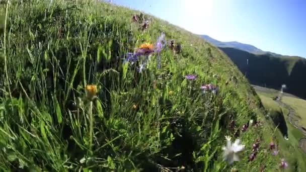 Fiori Campo Alpini Alta Quota Time Lapse — Video Stock