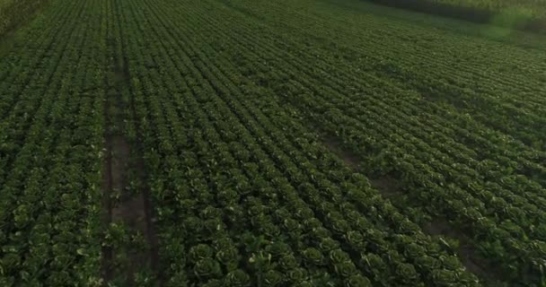 Aerial Footage Green Cabbage Plants Growing Chinese Farmland — 비디오