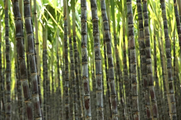 Сахарный Тростник Зеленые Растения Растущие Обрабатываемом Поле — стоковое фото