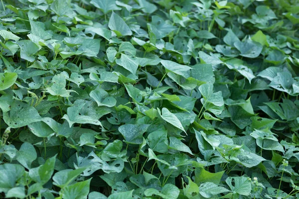 Grüne Süßkartoffelblätter Wachstum — Stockfoto
