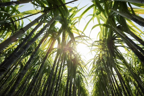 Sockerrörsgröna Växter Som Växer Odlade Fält — Stockfoto