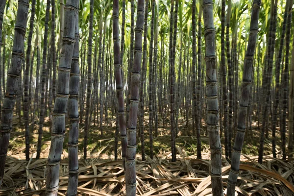 Сахарный Тростник Зеленые Растения Растущие Обрабатываемом Поле — стоковое фото