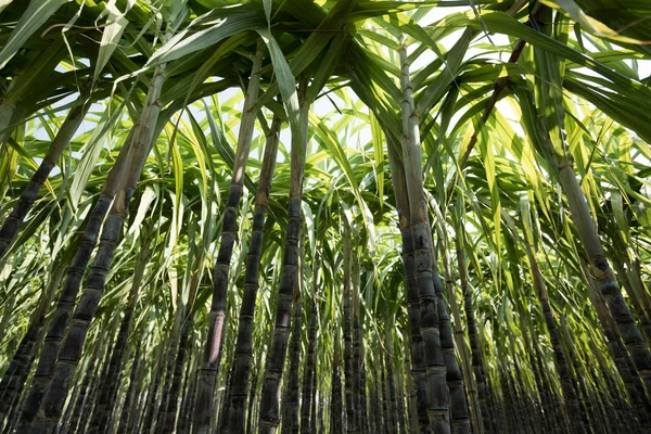 Suikerriet Groene Planten Groeien Cultuurveld — Stockfoto