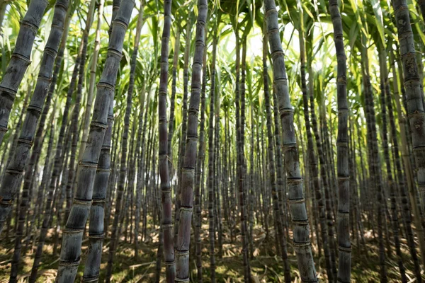 Sugarcane Green Plants Growing Cultivated Field — 스톡 사진