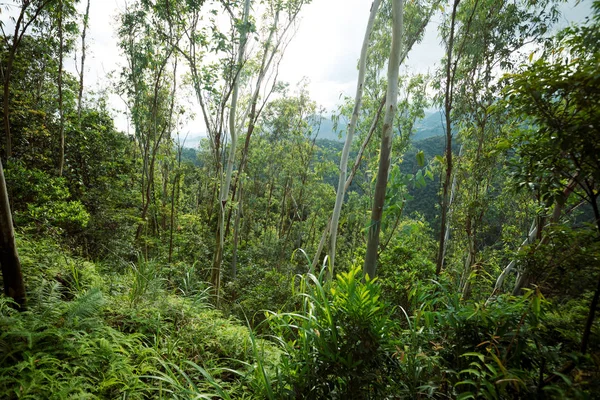 Foresta Tropicale Con Alberi Eucalipto Montagna — Foto Stock