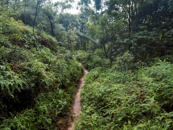 Τοπίο Της Διαδρομής Κρύβεται Πράσινο Τροπικό Δάσος — Φωτογραφία Αρχείου