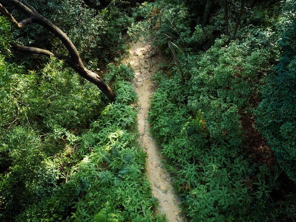 Вид Воздуха Небольшую Тропу Тропическом Лесу — стоковое фото