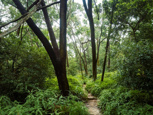 Landschaft Der Wanderwege Versteckt Grünen Tropischen Wald — Stockfoto
