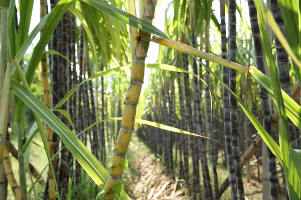 Caña Azúcar Plantas Verdes Que Crecen Campo Cultivado —  Fotos de Stock