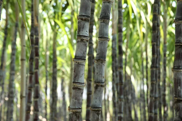 Caña Azúcar Plantas Verdes Que Crecen Campo Cultivado — Foto de Stock