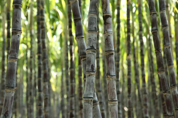 Plantes Vertes Canne Sucre Poussant Champ Cultivé — Photo