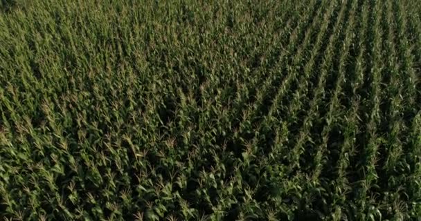 Повітряні Кадри Сільськогосподарського Поля Молодими Рослинами Кукурудзи Сонячному Світлі — стокове відео