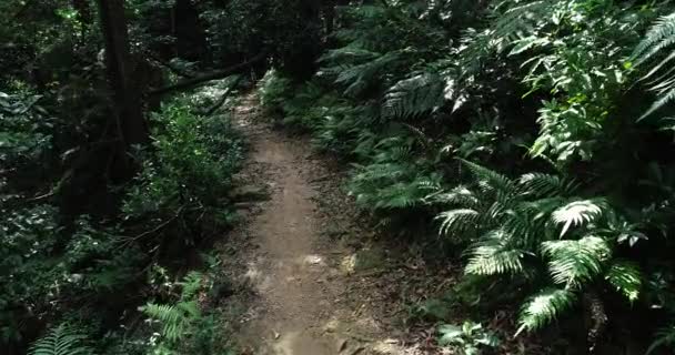 Langläuferin Fährt Mit Mountainbike Auf Tropischem Waldweg — Stockvideo