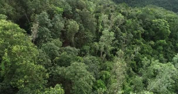 Aerial Footage Lush Green Mountain Forest Trees — Stock Video