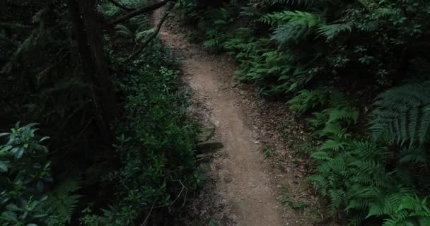 Vrouwelijke Langlaufer Fietsen Met Mountainbike Tropisch Bospad — Stockvideo