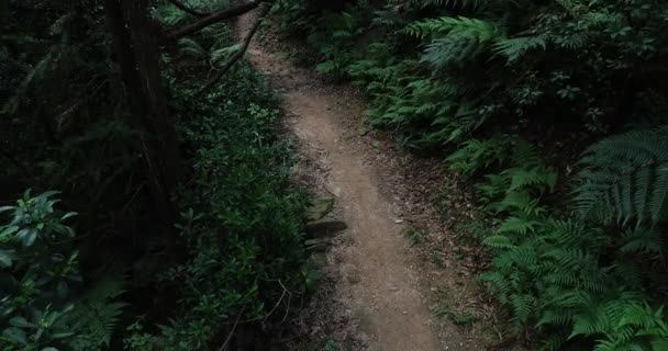 Žena Cross Country Cyklista Cyklistika Horským Kolem Tropické Lesní Cestě — Stock video