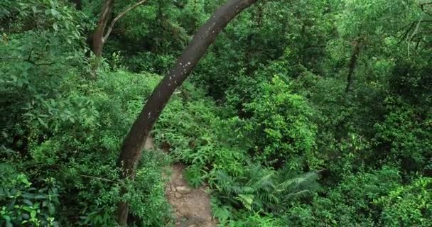 Female Runner Training Tropical Lush Woodland — ストック動画