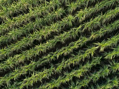 Aerial view of green sugarcane plants growing at agricultural field