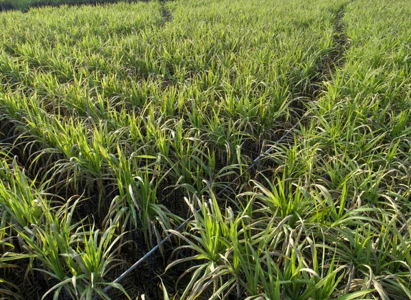 Vista Ángulo Alto Plantación Verde Caña Azúcar China — Foto de Stock