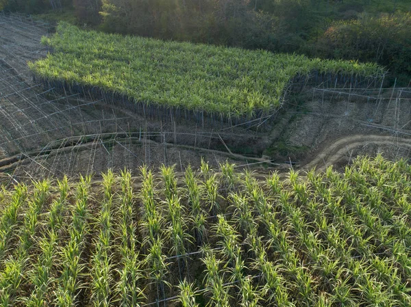 Vista Alto Ângulo Plantas Cana Açúcar Verde Crescendo Campo Agrícola — Fotografia de Stock