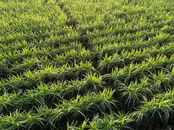 Vista Alto Angolo Piantagione Verde Canna Zucchero Cina — Foto Stock