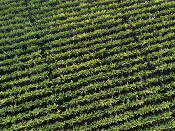 Aerial View Green Sugarcane Plants Growing Agricultural Field — Stockfoto