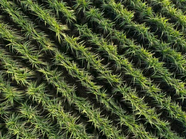 Высокий Угол Обзора Зеленых Растений Сахарного Тростника Растущих Сельскохозяйственном Поле — стоковое фото