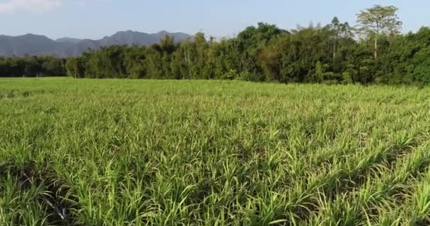 Высокий Угол Обзора Зеленых Растений Сахарного Тростника Растущих Сельскохозяйственном Поле — стоковое видео