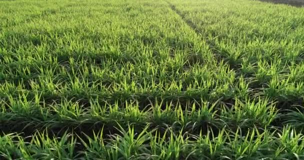 Vista Alto Ângulo Plantas Cana Açúcar Verde Crescendo Campo Agrícola — Vídeo de Stock