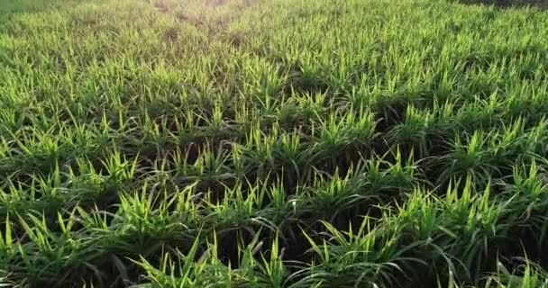 Blick Auf Grüne Zuckerrohrpflanzen Die Sonnenlicht Auf Einem Landwirtschaftlichen Feld — Stockvideo