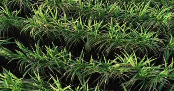 農業分野で栽培されている緑のサトウキビ植物の高い角度ビュー — ストック動画