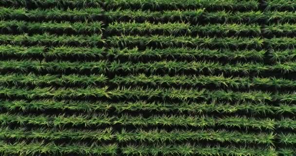 Aerial View Green Sugarcane Plants Growing Agricultural Field — Stock Video