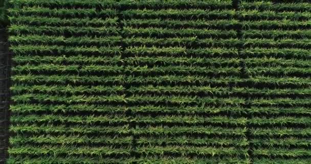 中国におけるサトウキビの緑のプランテーションの空中ビュー — ストック動画