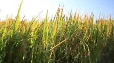 Kırsal alandaki sarı çimenler Çin kırsalında güneşli mavi gökyüzüne karşı büyüyor.