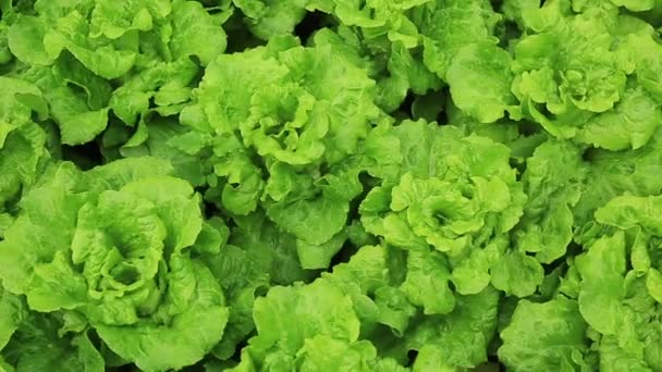 Green Leaves Chinese Cabbage Crops Growing Field — Stock Video